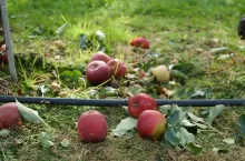 jabłka przemysłowe