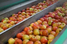 cen jabłek deserowych