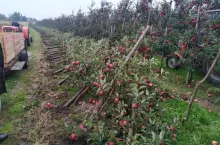 zniszczony sad w trakcie zbiorów