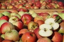 ceny jablek przemyslowych