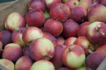 odmiany jabłek