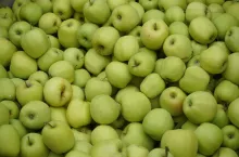 jabłak golden delicious