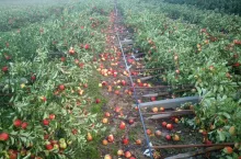 zniszczony sad powiat grójecki