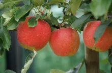 zbiory jabłek 2020 szacunki gus