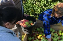 zbiory polskich jabłek