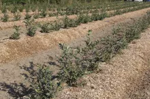 Nasadzenia założone we współpracy i prowadzone przez firmę Berry Advisor