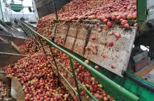 ceny jabłek przemysłowych 2020