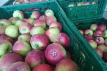 ceny jablek deserowych 2020