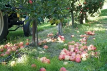 ceny jablek przemyslowych