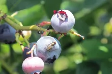 Muszka plamoskrzydła (Drosophila suzukii) na owocu borówki.
