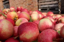 ceny jabłek przemyslowych 2020