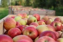 zbiory jabłek