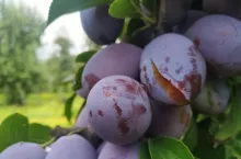 pękająca węgierka