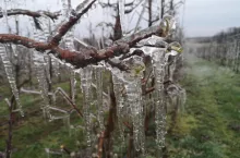 ubezpieczenie od pryzmrozków