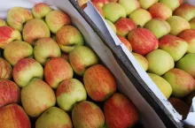 jabłka deserowe na rynku hurtowym