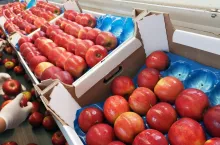 przygotowanie jabłek do sprzedaży