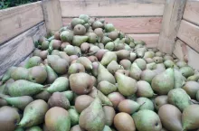 gruszki zrzucone przez wiatr