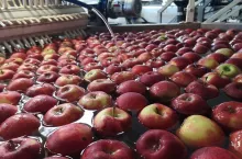 grupa producentów owoców i warzyw