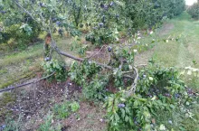 połamane gałezie w sadzie