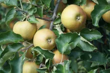 Red Joanprince odmiana jabłoni