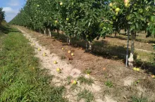 osypywanie sie jabłek