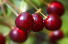 Letnie pokazy czereśniowe 2020