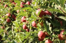 Jabłka 2020 - ochrona pod długie przechowywanie