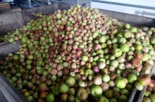 ceny jabłek przemysłowych 2020