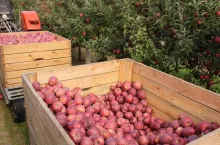 umowy kontraktacyjne