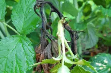 rak bakteryjny malin