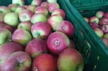 ceny jabłek deserowych