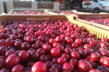 koniec skupu wiśni na mrozenie