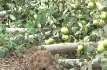 grad i burze w Serbii