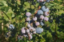 borówka nawożenie po zbiorach