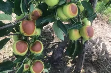 jabłka oparzenia słoneczne