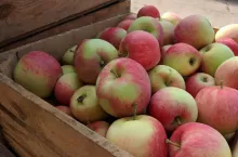 ceny jabłek deserowych 2020