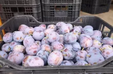 Cacanska Lepotica ceny