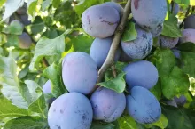 cacanska lepotica cena