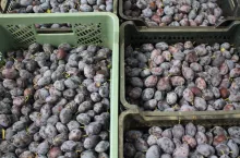 śliwki ceny na rynkach hurtowych