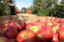zbiory jabłek