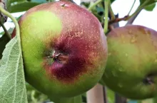 Fot.3 – Objawy mokrej zgnilizny przykielichowej – efekt infekcji w okresie kwitnienia