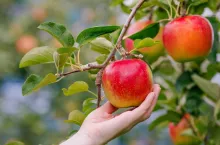 Harvesting apples in the apple orchard.