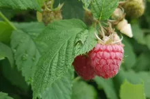 kradzieże na plantacjach malin