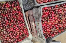 czereśnie z importu