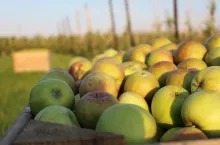 jabłka z przerywki ceny 2021