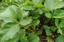 na plantacjach truskawek po zbiorach