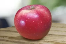 nowa odmiana jabłek