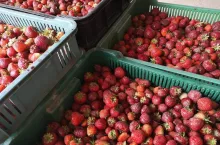 truskawki przemyslowe