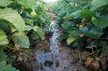 koszenie liści truskawek po zbiorach