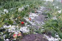 plantacje truskawek 2020